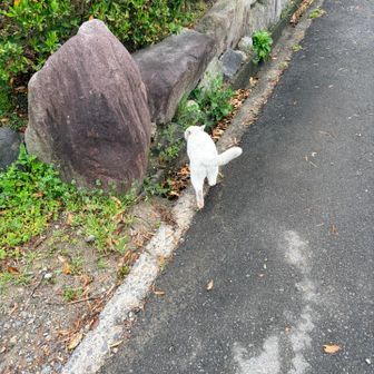 🐱について行く