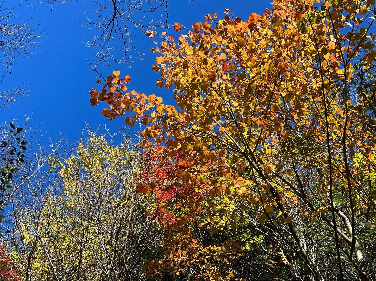 黒谷林道入口-白草山登山口-箱岩山-白草山-寺田小屋山 周回コースの写真