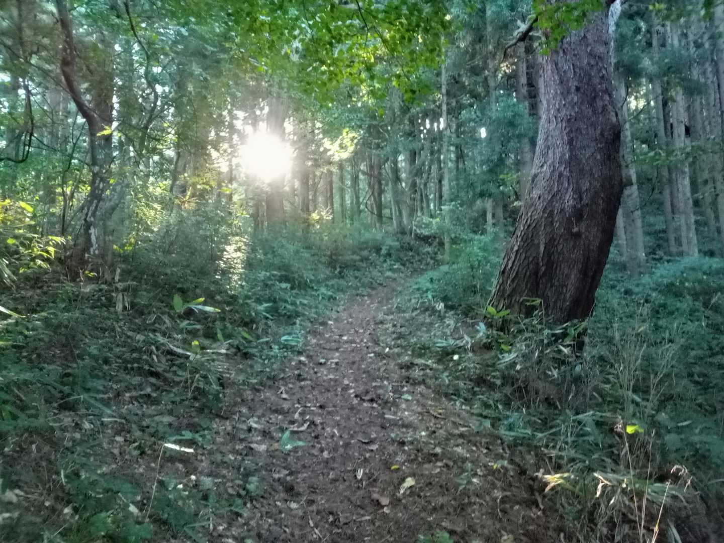 名久井岳登山口-月山-名久井岳 往復コースの写真