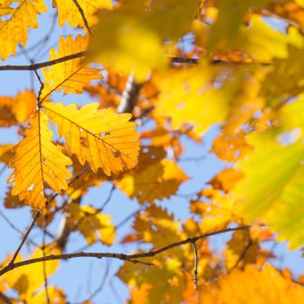 この一帯はフモトミズナラ（昔でいうモンゴリナラ）が有名
ミズナラと付くがコナラ科に属す
一説によるとカシワとミズナラのハイブリッドとも言われたり　ミズナラから分化したのだとも
どんぐり界隈は奥が深いのだ