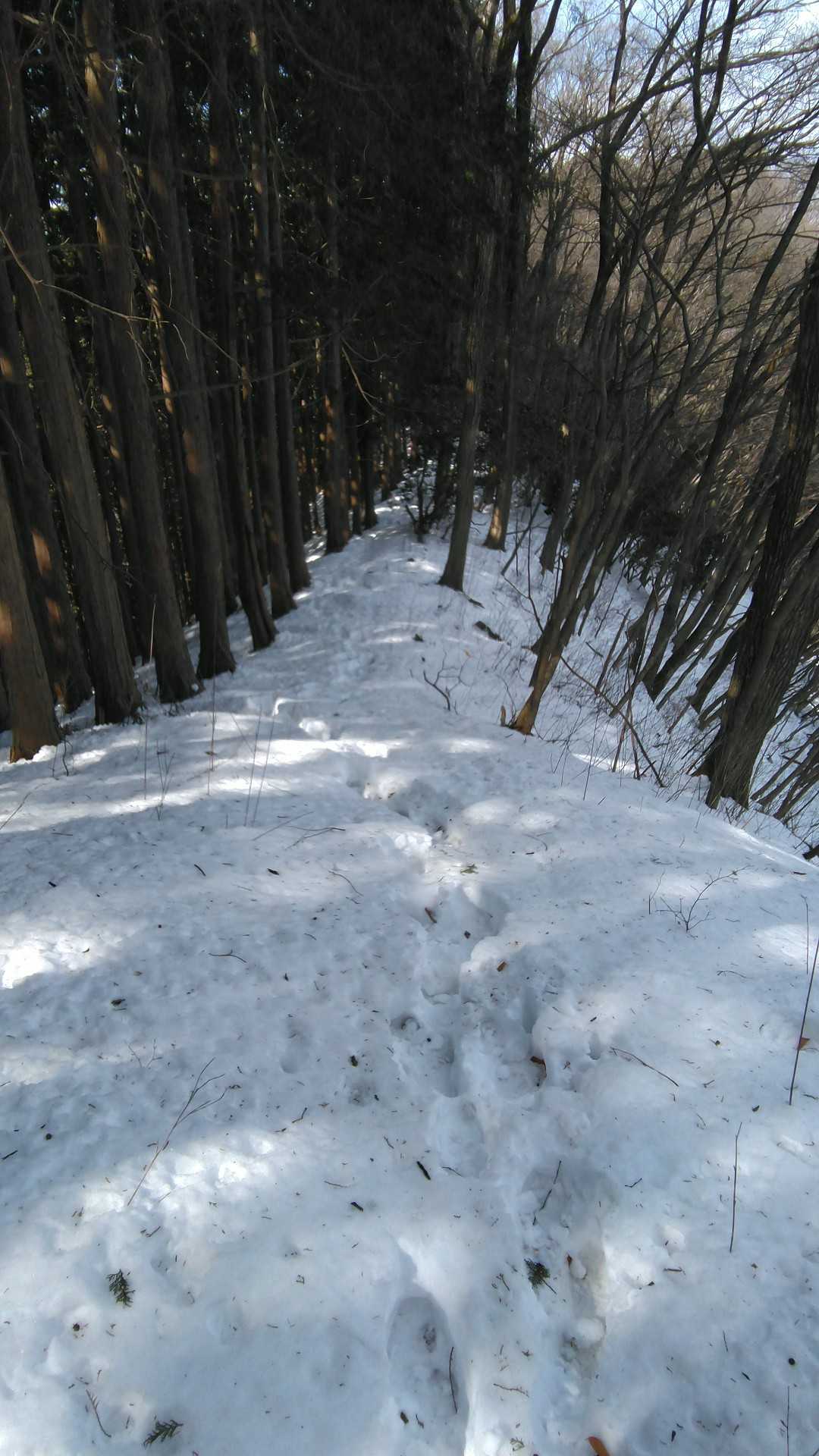 この辺りの雪は足首まで埋もれる位。