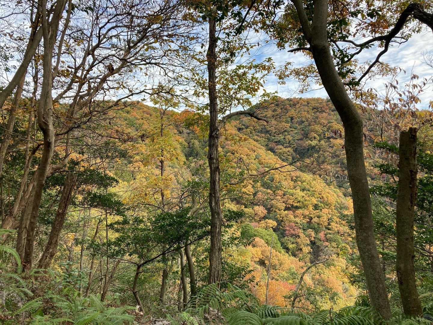 山が華やいでいます🍁