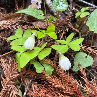 スミレ
可憐です