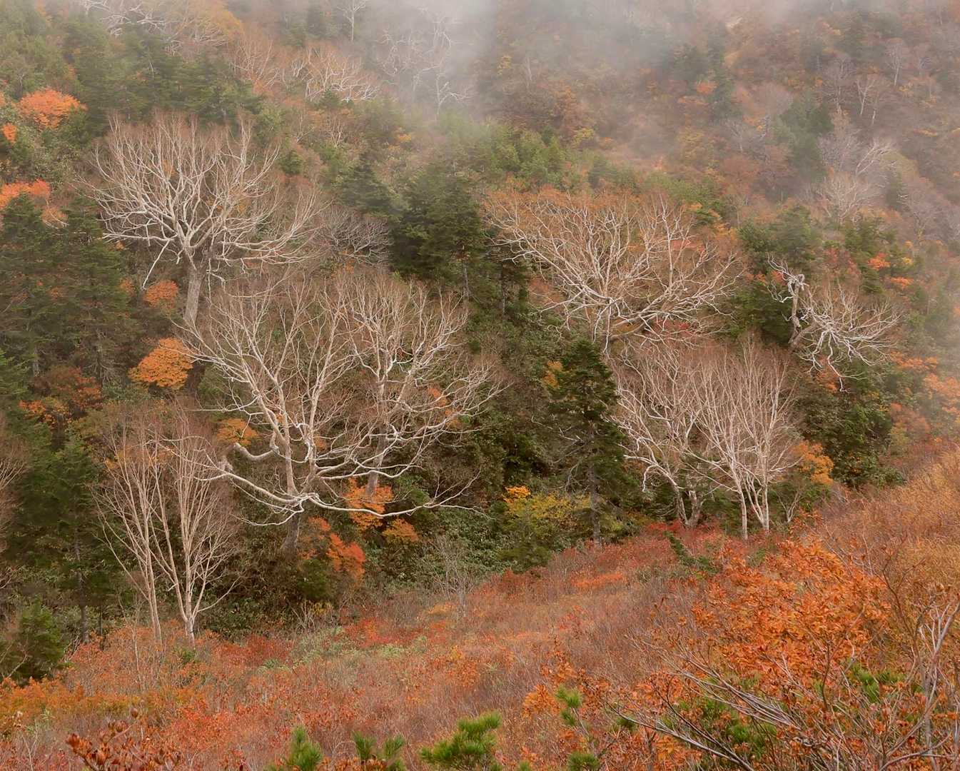 幻想的