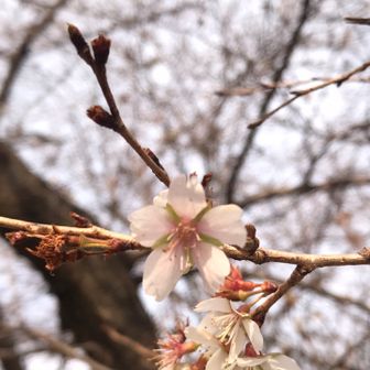 小牧市 綺麗に咲いていました🌸