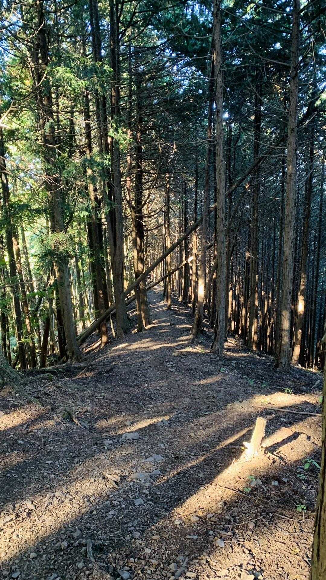 下山のほとんどは尾根ロード、気持ち良いです🏃‍♀️💨