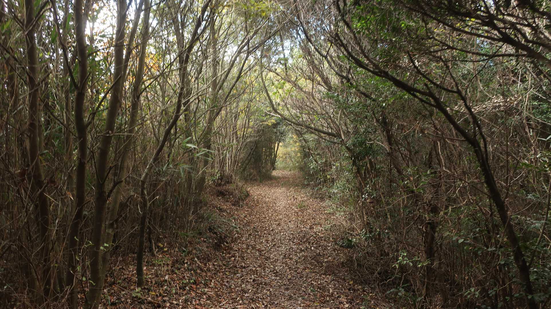 気持ちの良い縦走路