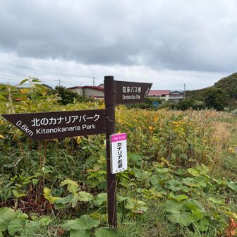北のカナリアパークへ