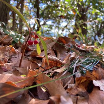 小さいヤブコウジ　可愛い💕