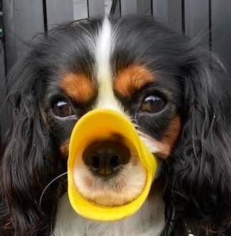 モモクリン