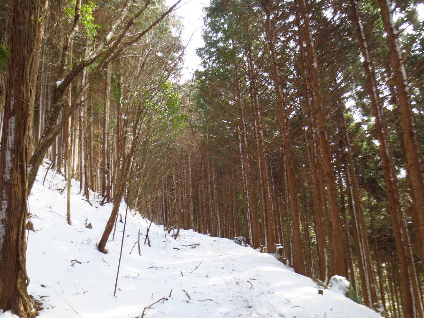 気持ちのいい雪道