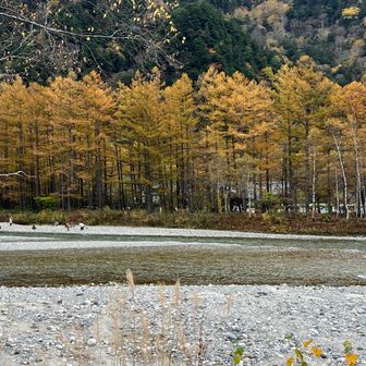 梓川沿いを黄金色に染めている見事なカラマツ並木🍁