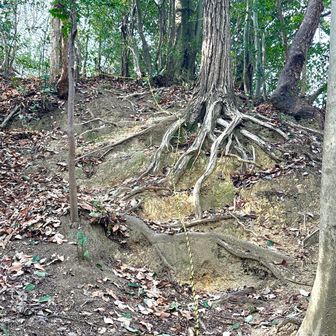 妙見山から一旦下山して、石橋山登り口から登ります
最初は結構な急登、しばらく平坦ですが、また急登、ロープがある箇所も結構ありました。