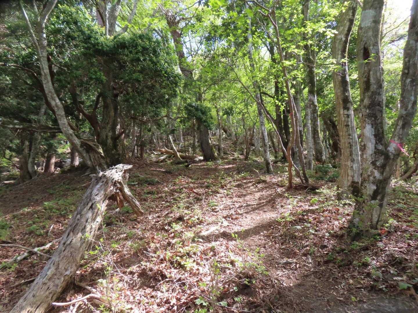 緩く見えますが中々の急登