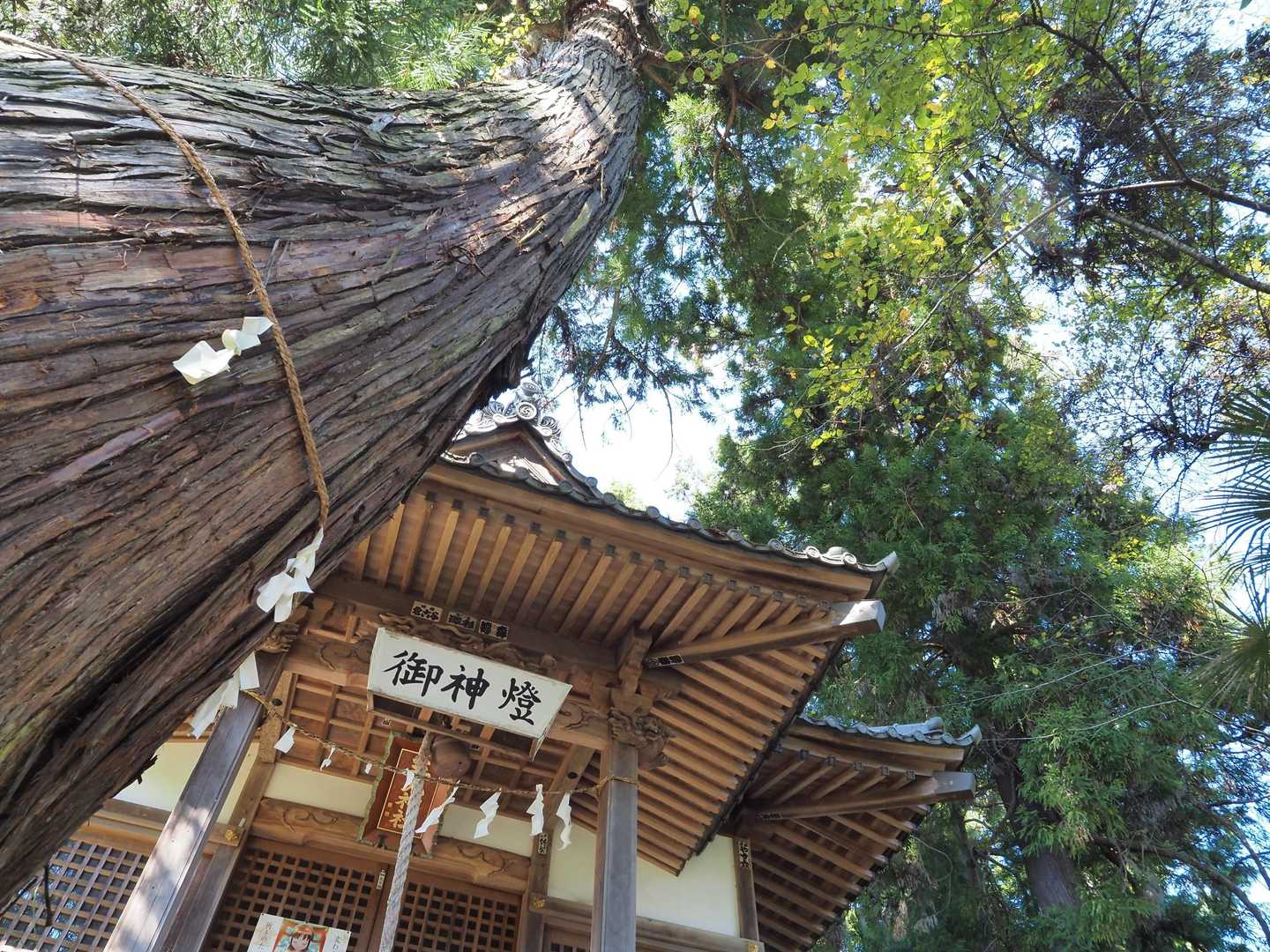 三光神社（日･月･星を祀るという）と御神木（目通り4.6m･樹高35.1mという）