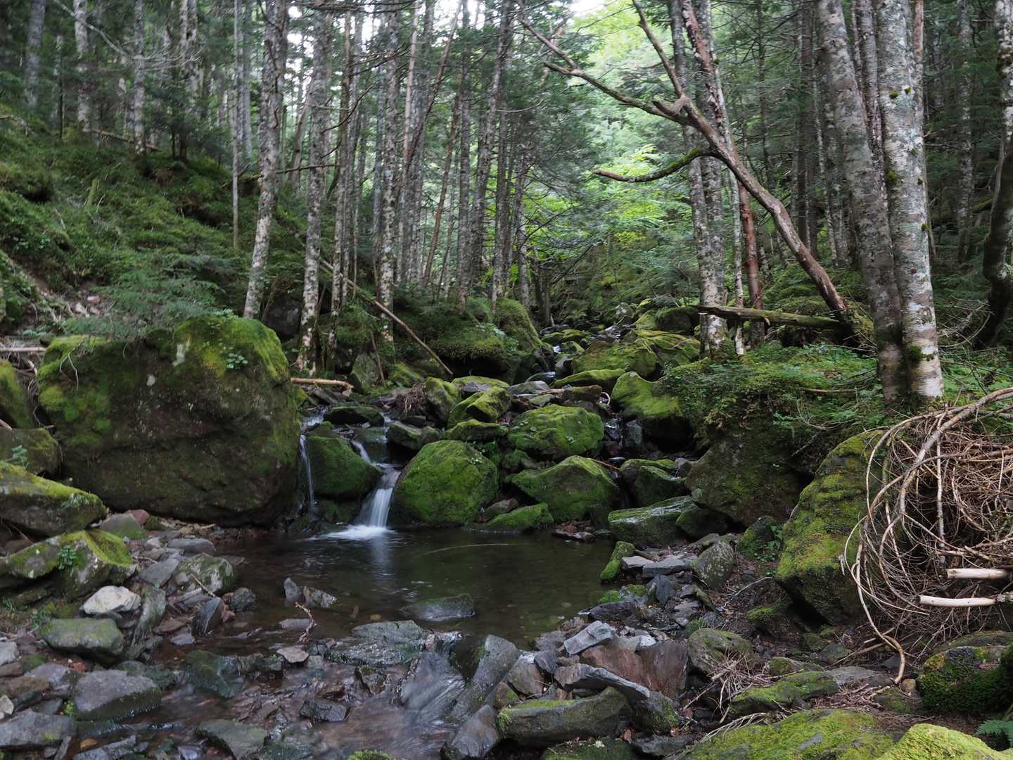 歩き始めの気温は20℃を下回っていたんだけれど、湿度が激高っ💧