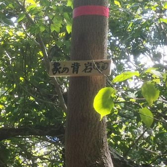 象の背岩のプレート新しくなった✨（HIROさんお手製）