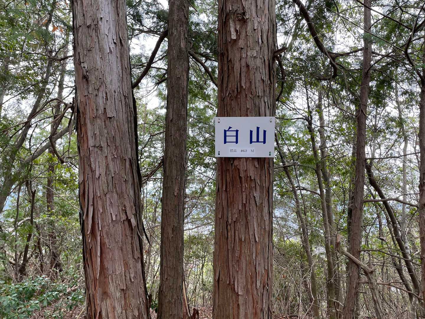 天王山-白山-誕生山 往復コースの写真