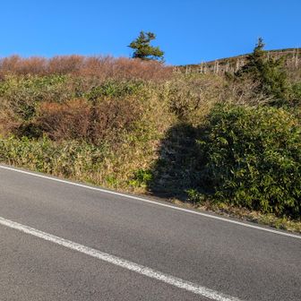 登り始めて直ぐに車道
ここも横切ります