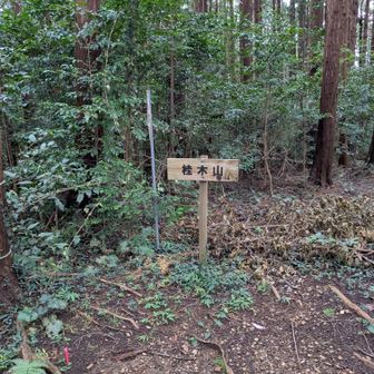 桂木山
ここで小ヘビを発見🐍