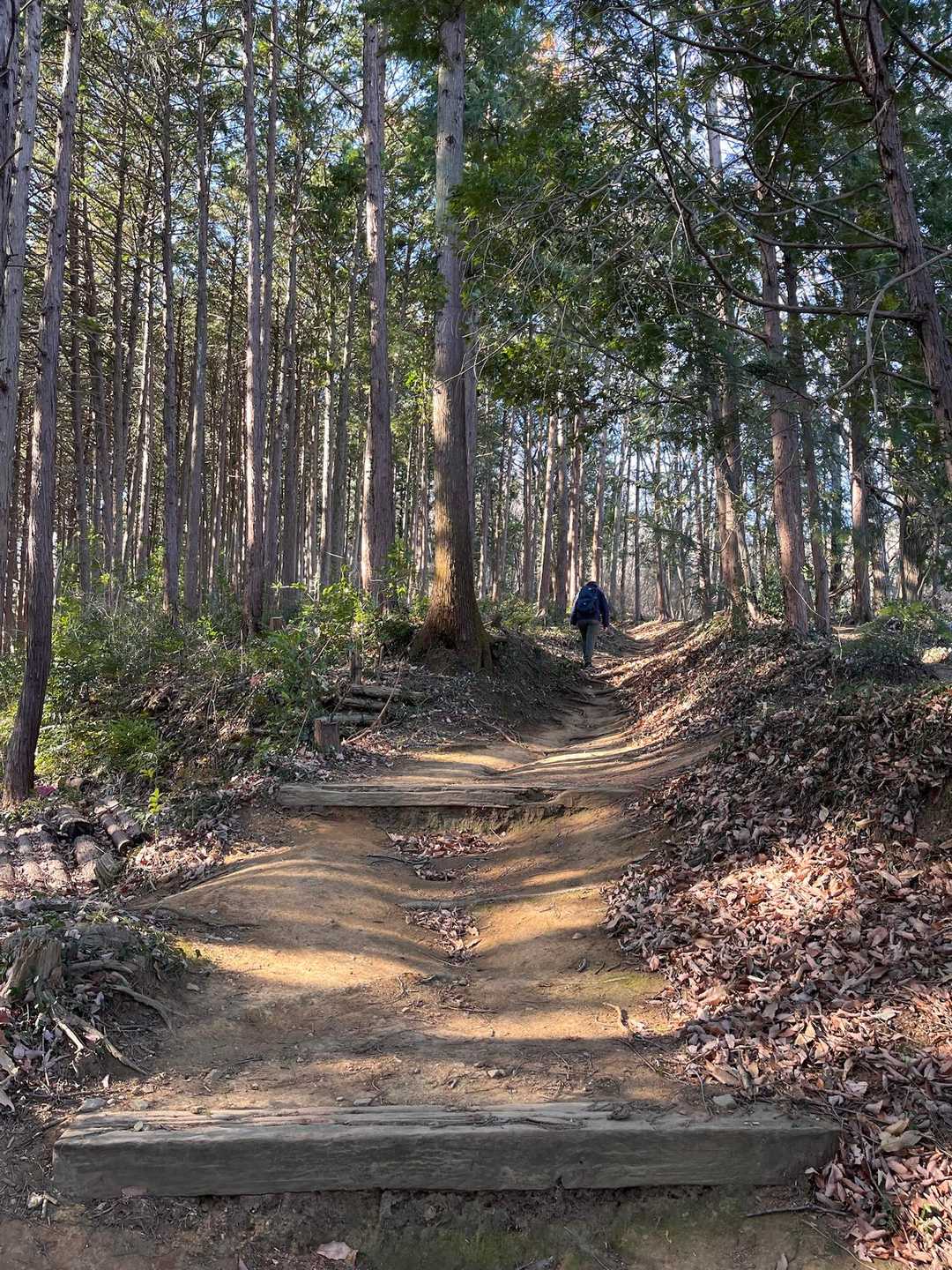 越生駅-高取山-根っこ山-大高取山-稲荷坂バス停 縦走コースの写真
