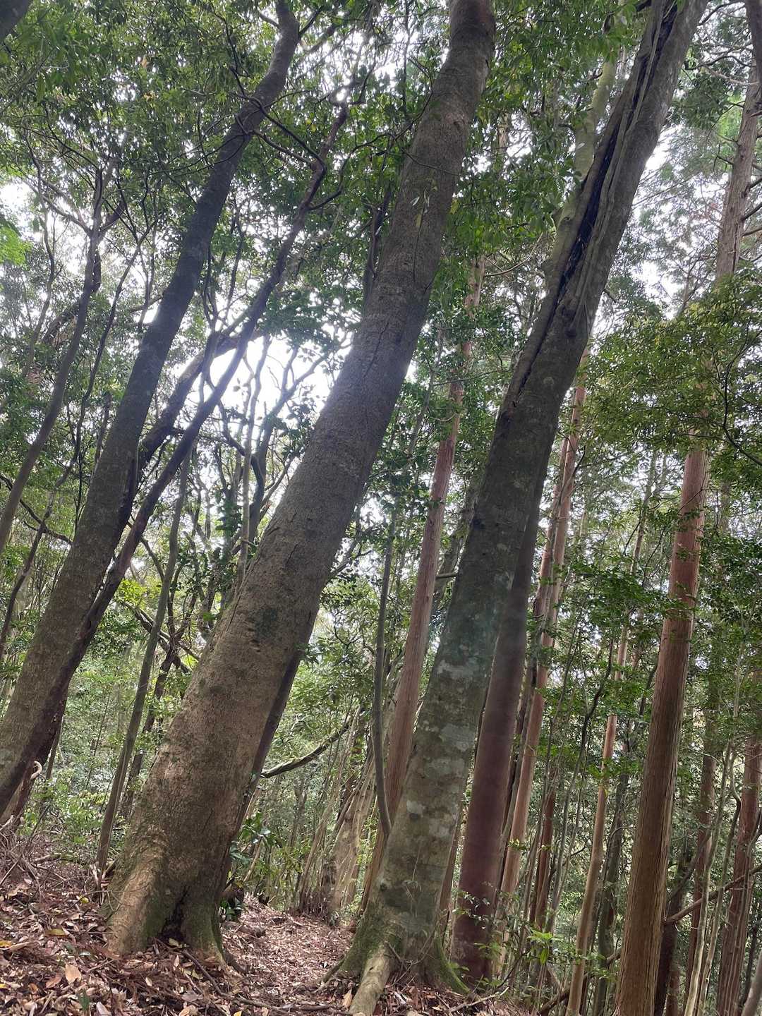 平日だから？静かな鰐塚山🌸