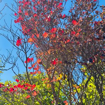 少しだけ紅葉が始まってます🍁
赤と青と緑のコントラストの綺麗さよ😍