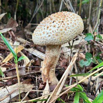 デカいキノコ🍄‍🟫