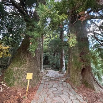 そして、大きな大きな夫婦杉（樹齢800年）がお出迎えしてくれます