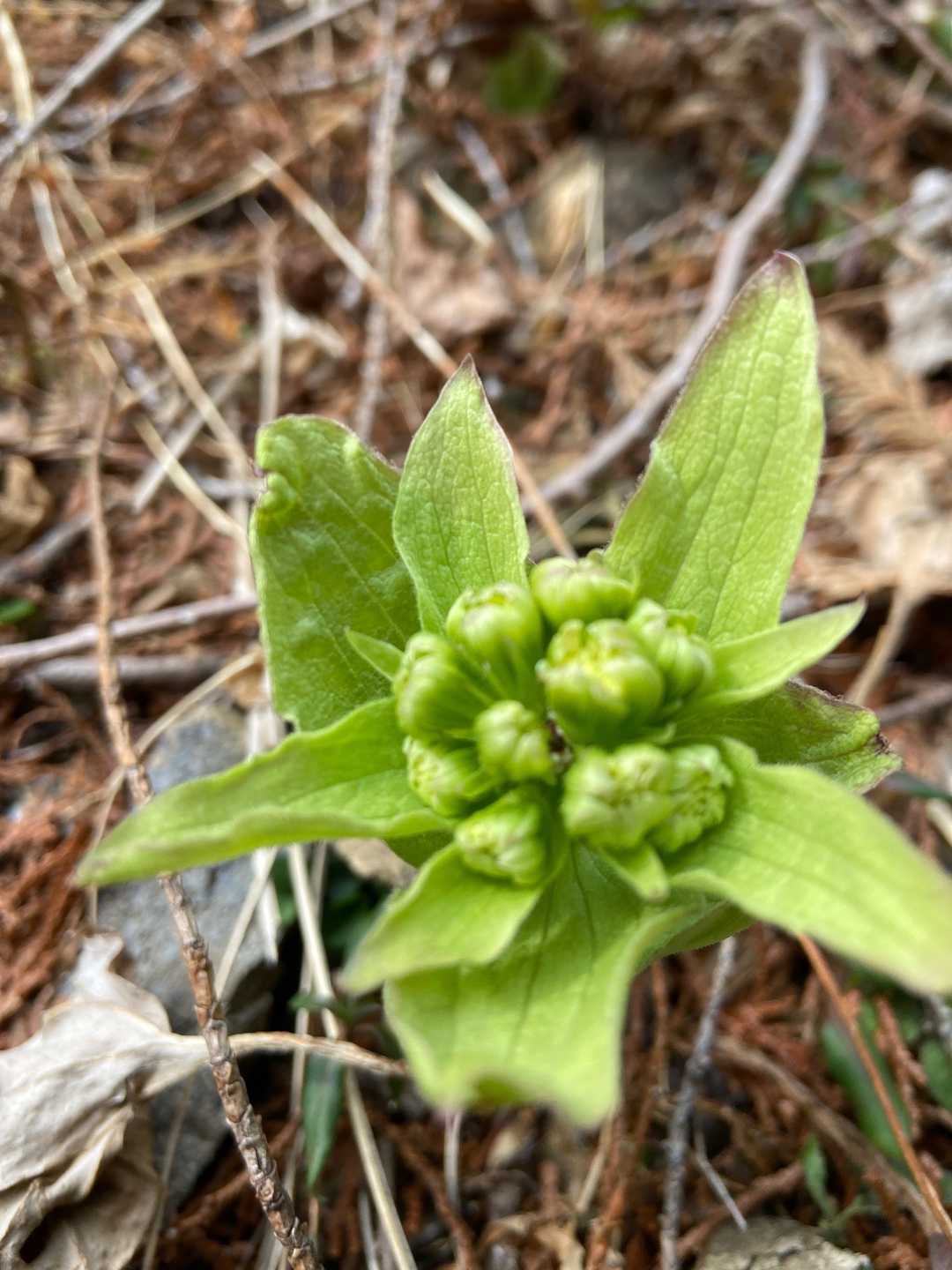 蕗のとう