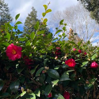 サザンカ　待ってました♡