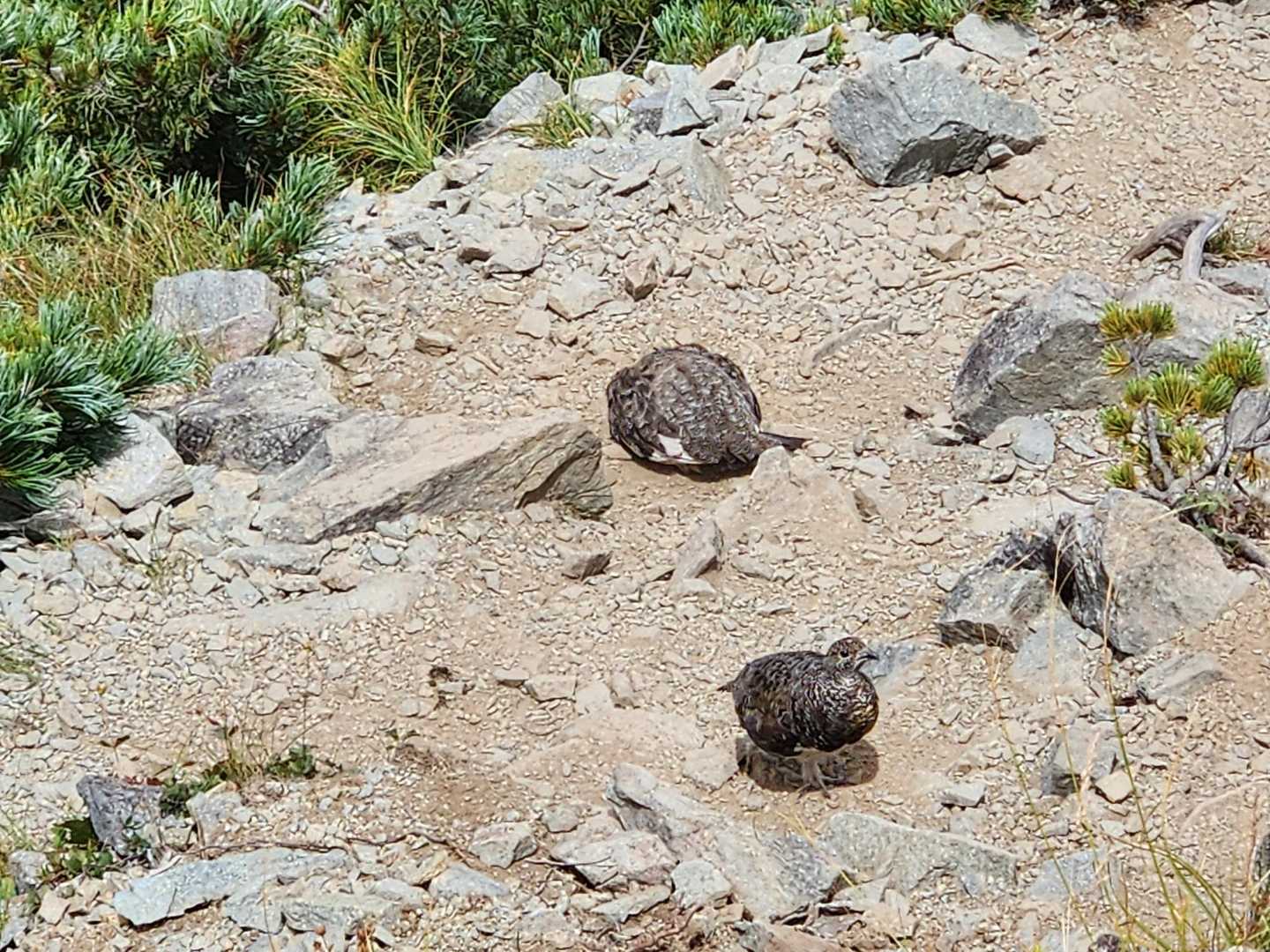 ⛰️「鹿島槍ヶ岳」へ続く「爺ヶ岳 南峰&中(本)峰」を巻く尾根道があります☝️。
⛰️「爺ヶ岳 中(本)峰」からその道へ下る途中で､砂浴びをしている🐥"雷鳥さん"達と出逢いました､ファミリーだと思われます☺️。