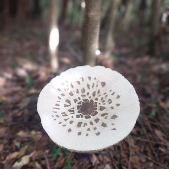 カラカサタケ