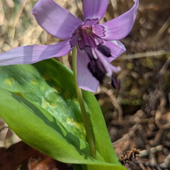 微妙に色目もちがうんやね