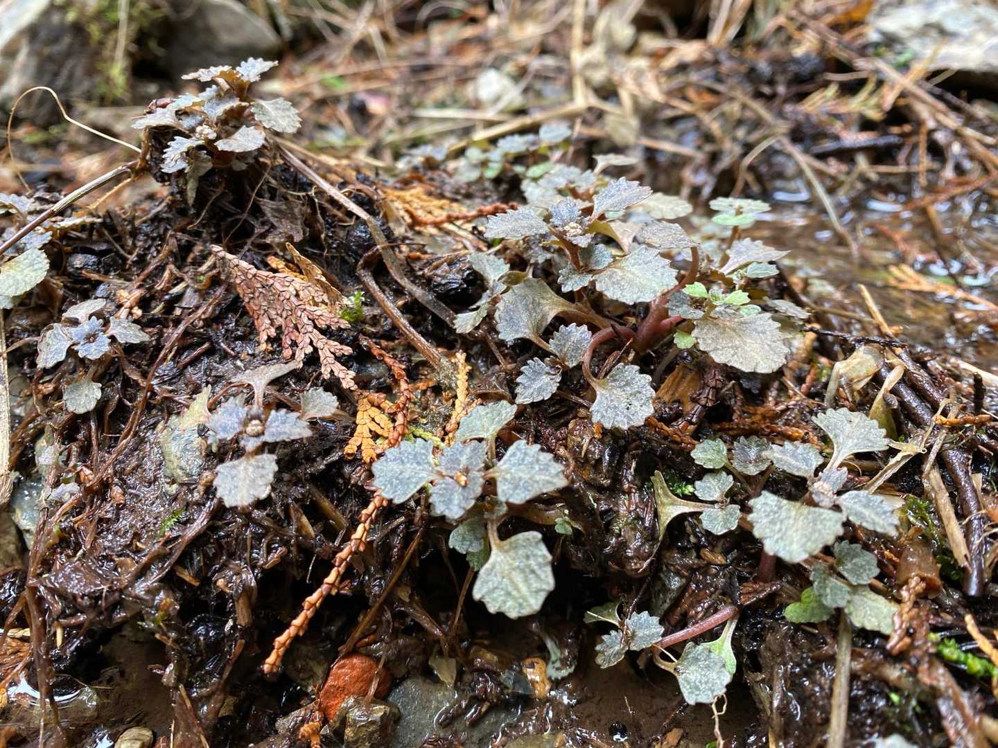 いい里さかがわ館-焼森山登山口-ミツマタの小径入口-鶏足山 往復コースの写真