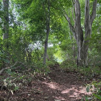 やっとこさ登り切る…
木漏れ日🌱が眩しい…

そして茂みの中からハイカーさんが登ってきてビックリ。
ルート外れちゃったのかしら。