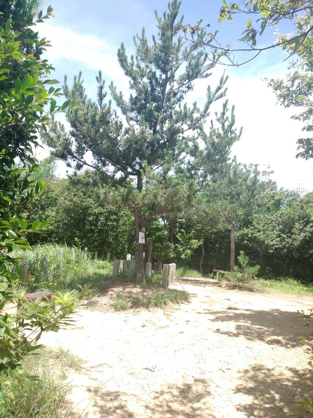 お菊松に着きました
影にある椅子にすわり涼しい風に吹かれて、おにぎりとお茶の長い休憩に入ります