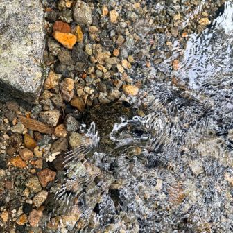 わさび平小屋前の小川は手が痛いくらい冷たい水が気持ちいい💦
遠くのほうで雷がゴロゴロいい始めた、早く下ろう