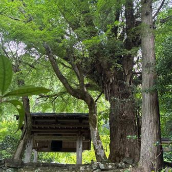 寺・神社が一カ所にあり、記念物のイチョウの木🌲がある素晴らしい神社✨