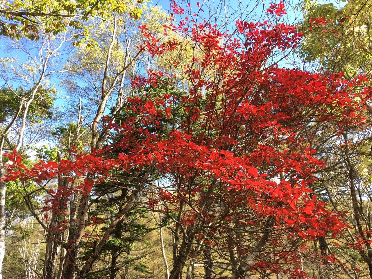 紅葉🍁終わっちゃってるかなぁ〜と思ってましたが、見る事が出来て良かったです！