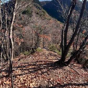 帰りは後行道山と行道山を眺めながら。
落ち葉だらけで、木につかまってないと危ない。
左が断崖。
