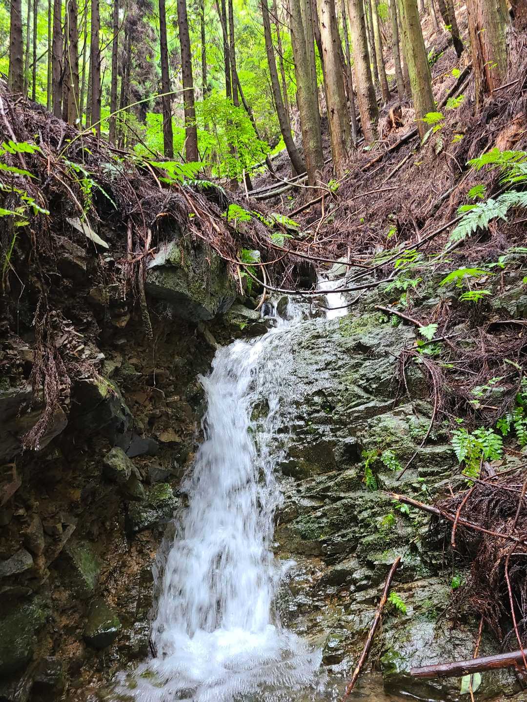 午前中の雨で沢の水量も多い。最初は沢沿いコースで涼しいです。