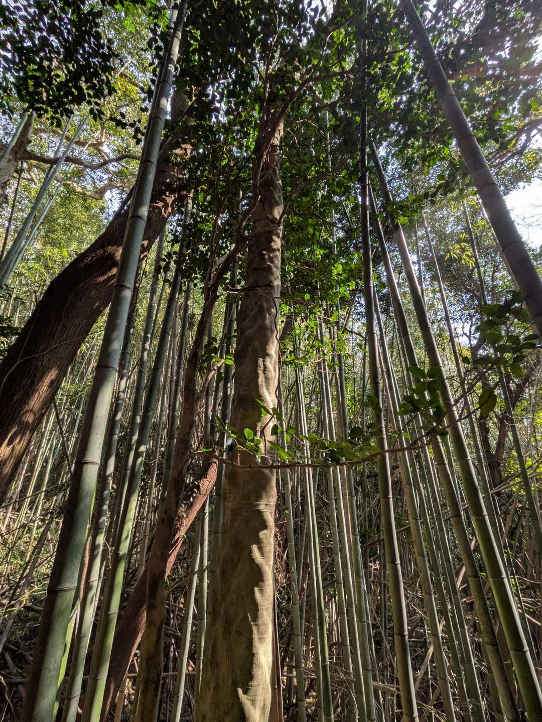 面白い模様の木と出会いました🌳