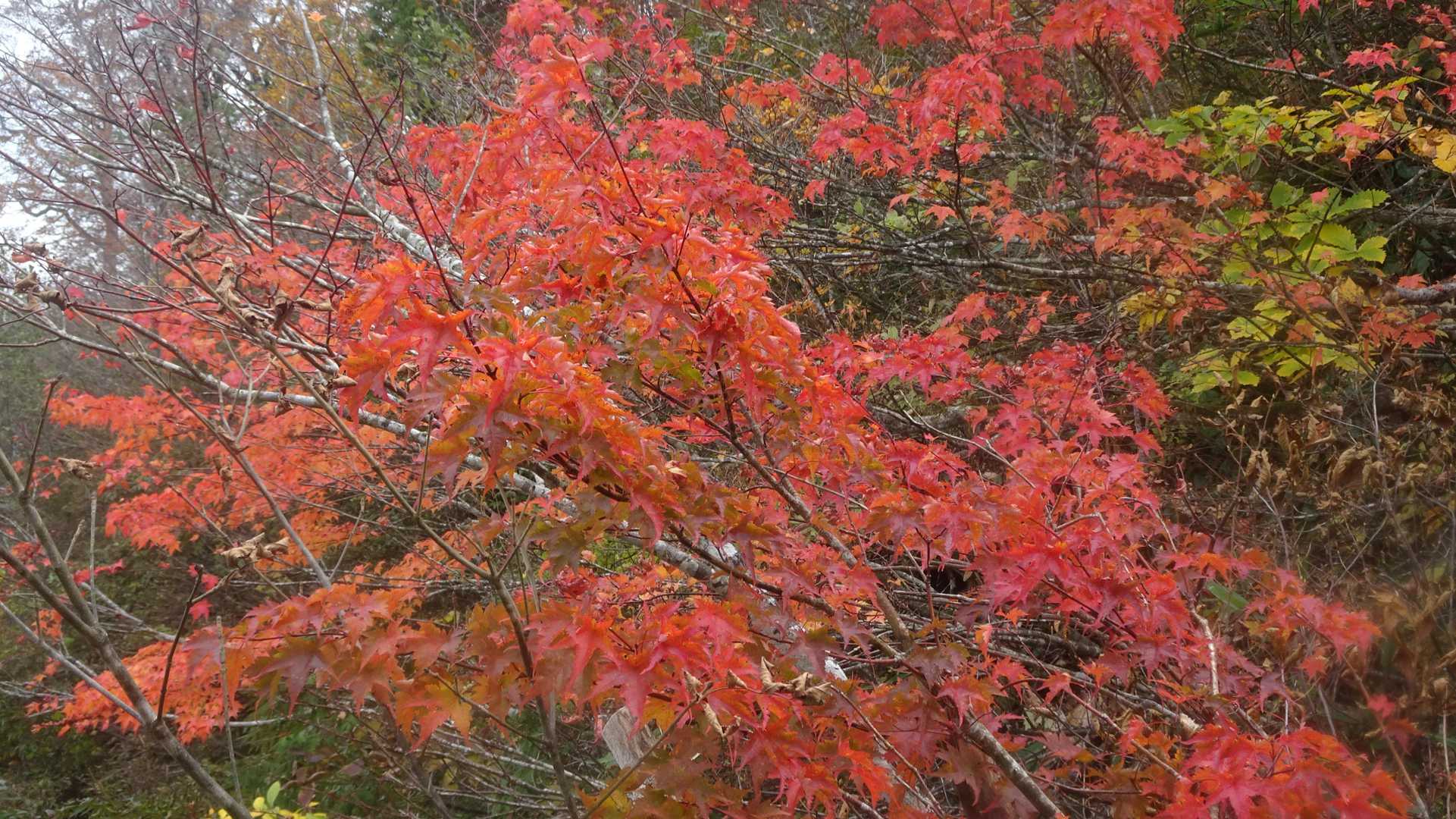 紅葉はやっぱり赤が綺麗