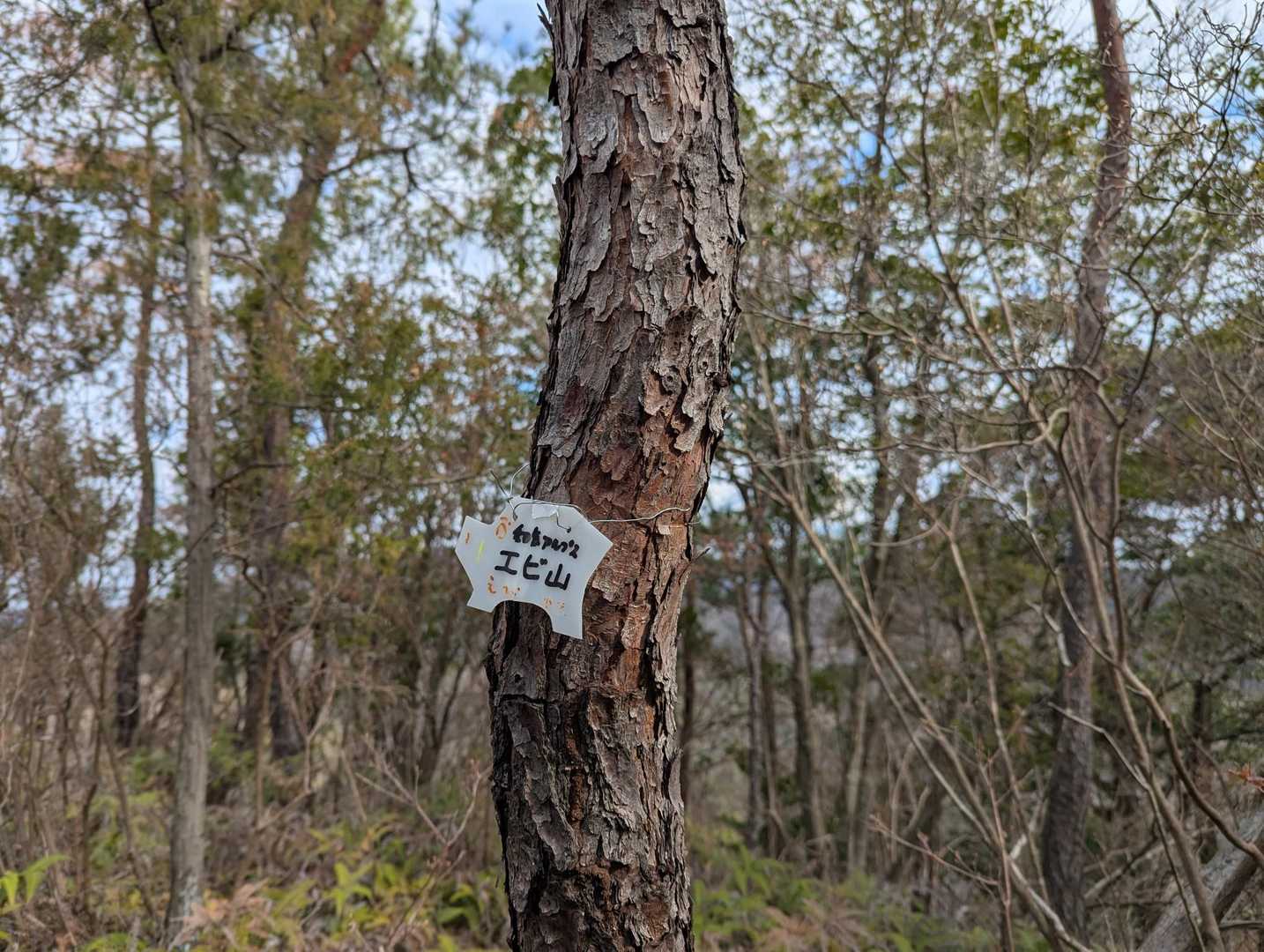 エビ山🐗