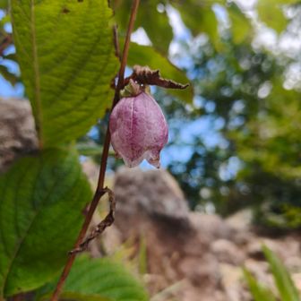山頂でもかわいいお花