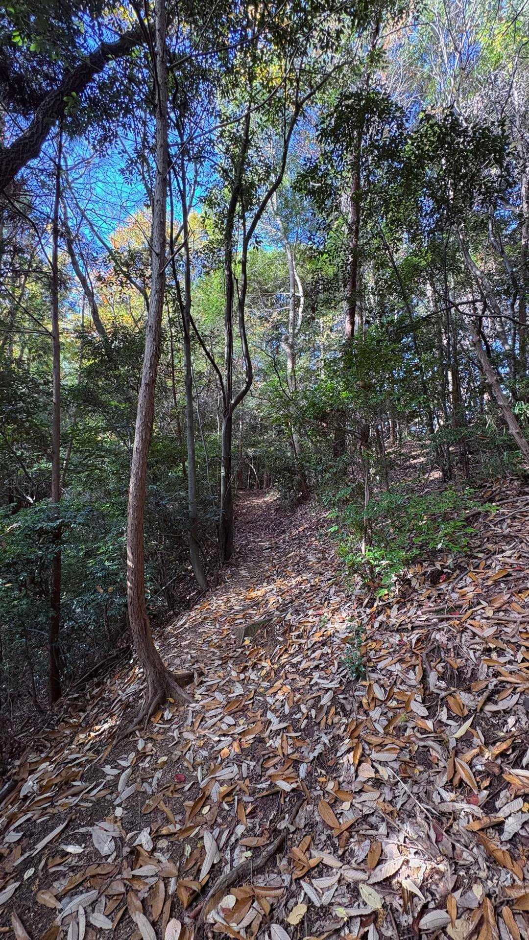 いい山道👍