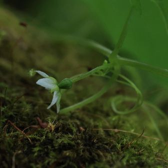 ウリ、これがこれから膨らんでいってさらに可愛い形になるのがたまらないんだよね