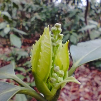 アオキの蕾
山頂付近にたくさん群生