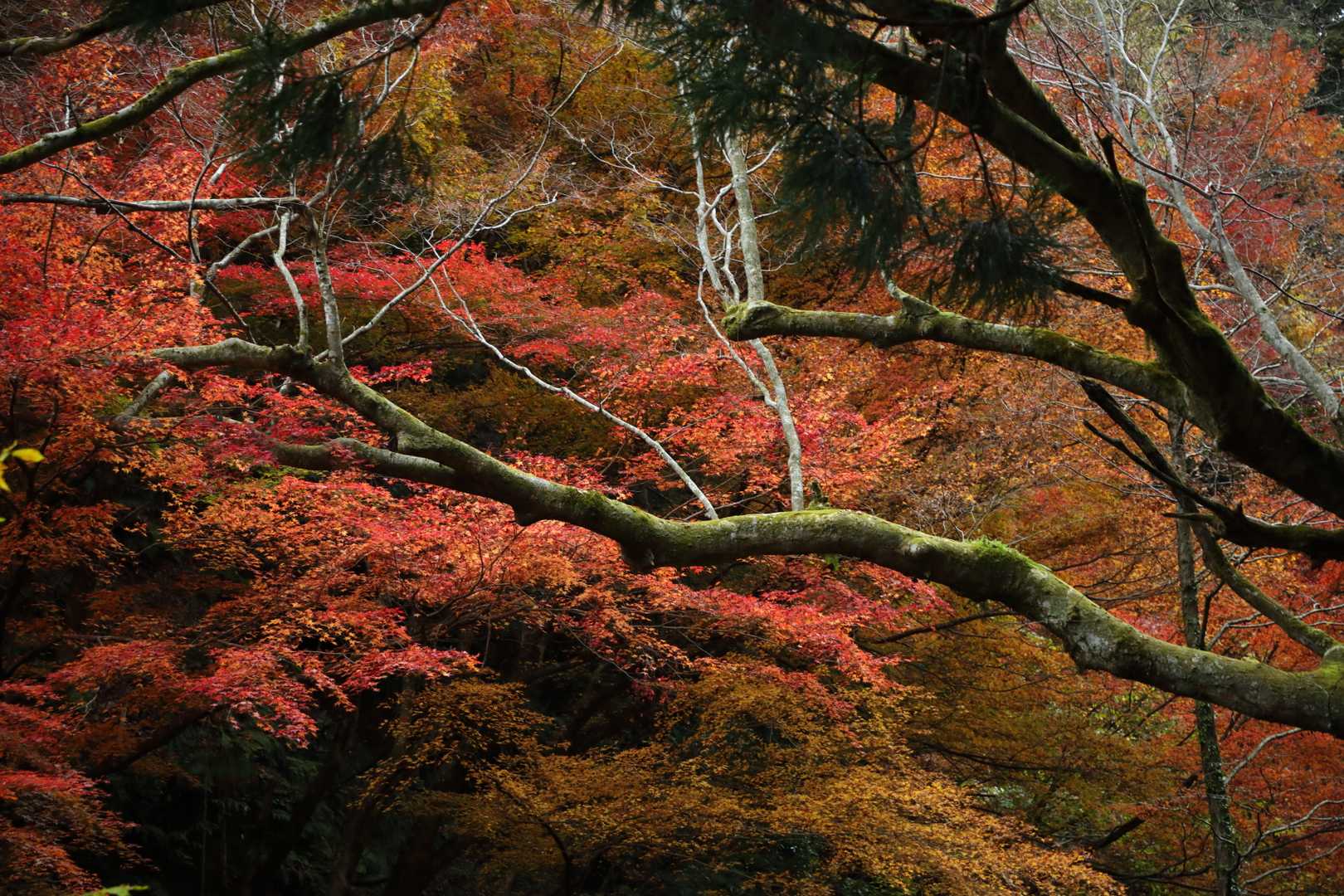 城ヶ平山大岩側登山口-城ヶ平山-城ヶ平山登山口-おおかみこ 周回コースの写真